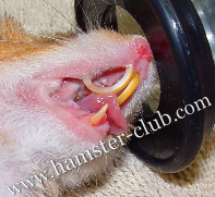 hamster's teeth